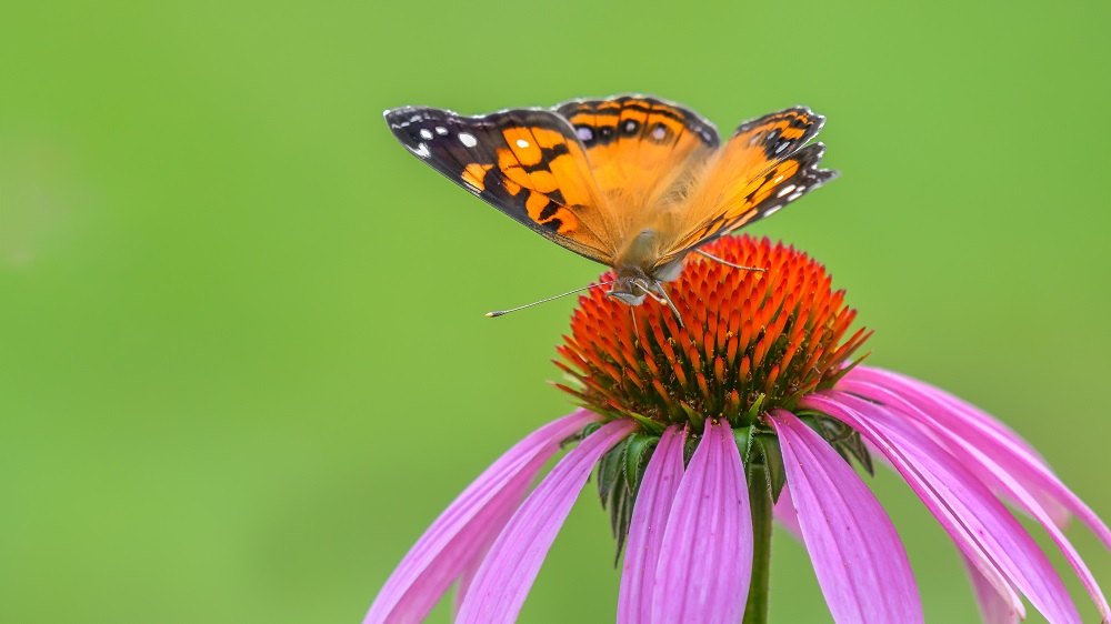 _DSC4623-Edit.jpg