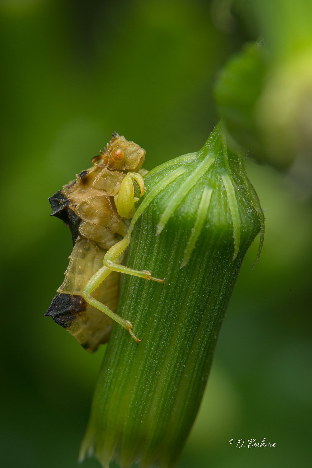 _DSC4659-SharpenAI-Focus.jpg