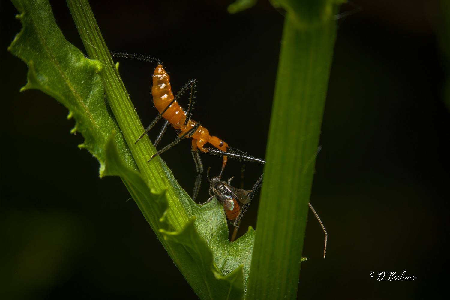 _DSC4678-SharpenAI-Focus.jpg