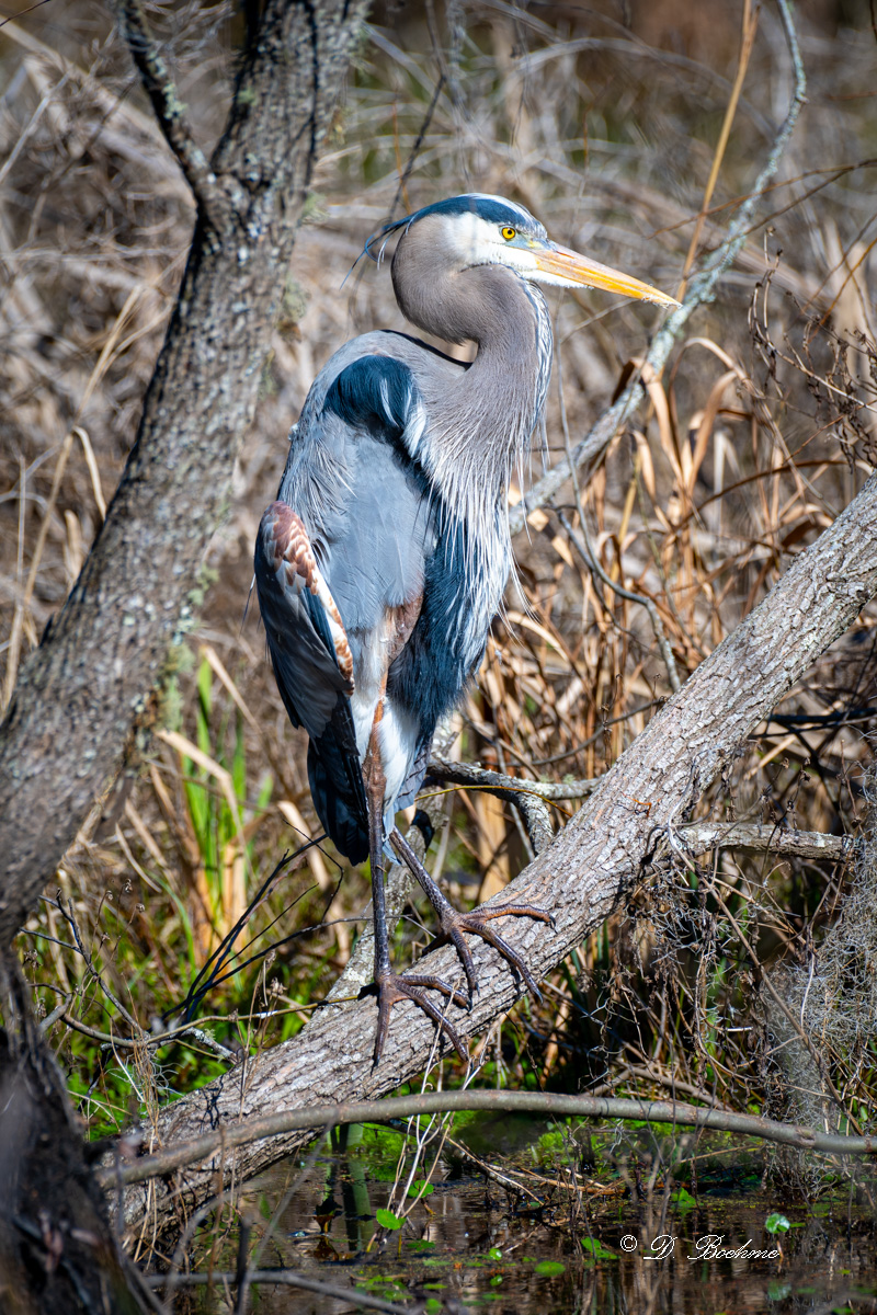 _DSC4697.jpg