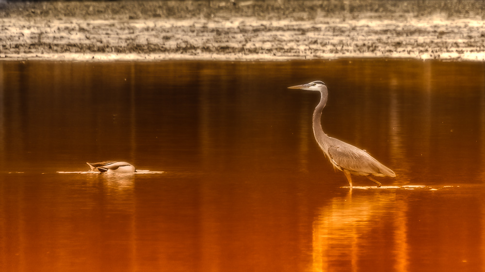 _DSC4707-Edit.jpg
