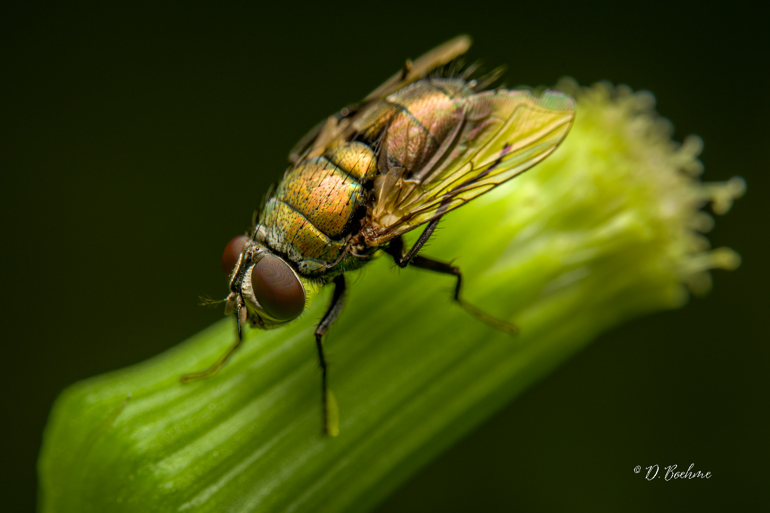 _DSC4711-SharpenAI-Focus.jpg