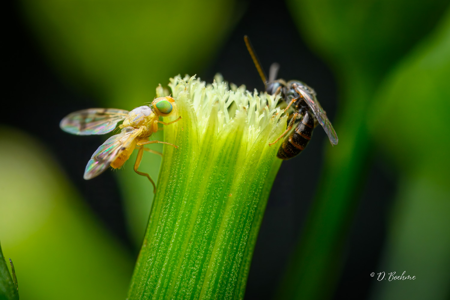 _DSC4874-topaz-denoiseraw-sharpen.jpg