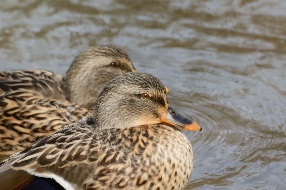 _DSC4907-Edit.jpg