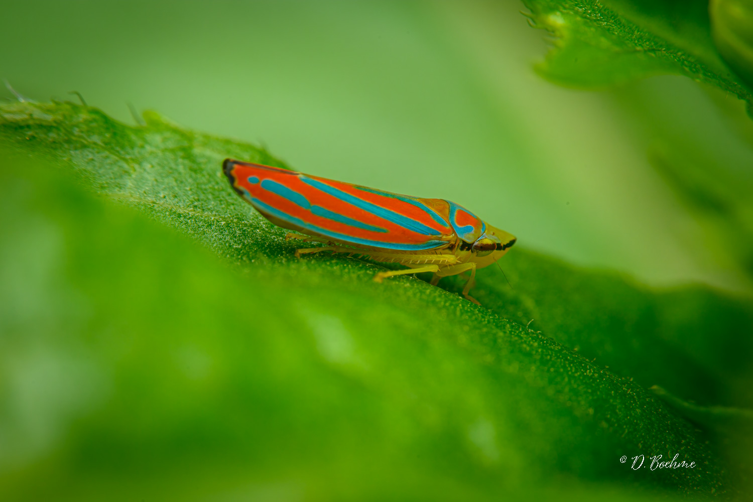 _DSC4935-topaz-denoiseraw-sharpen-2.jpg