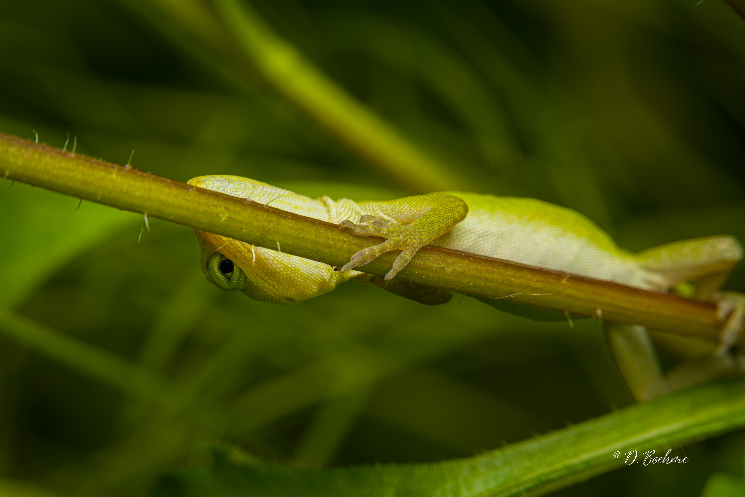 _DSC5180-SharpenAI-Focus.jpg