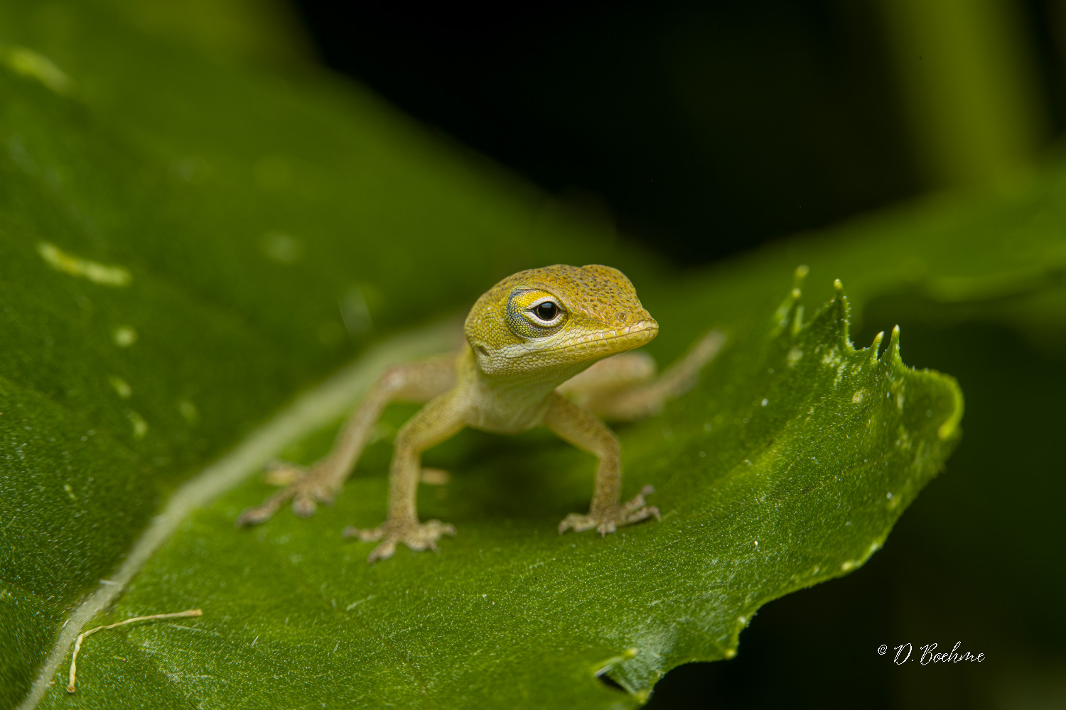_DSC5188-SharpenAI-Focus.jpg