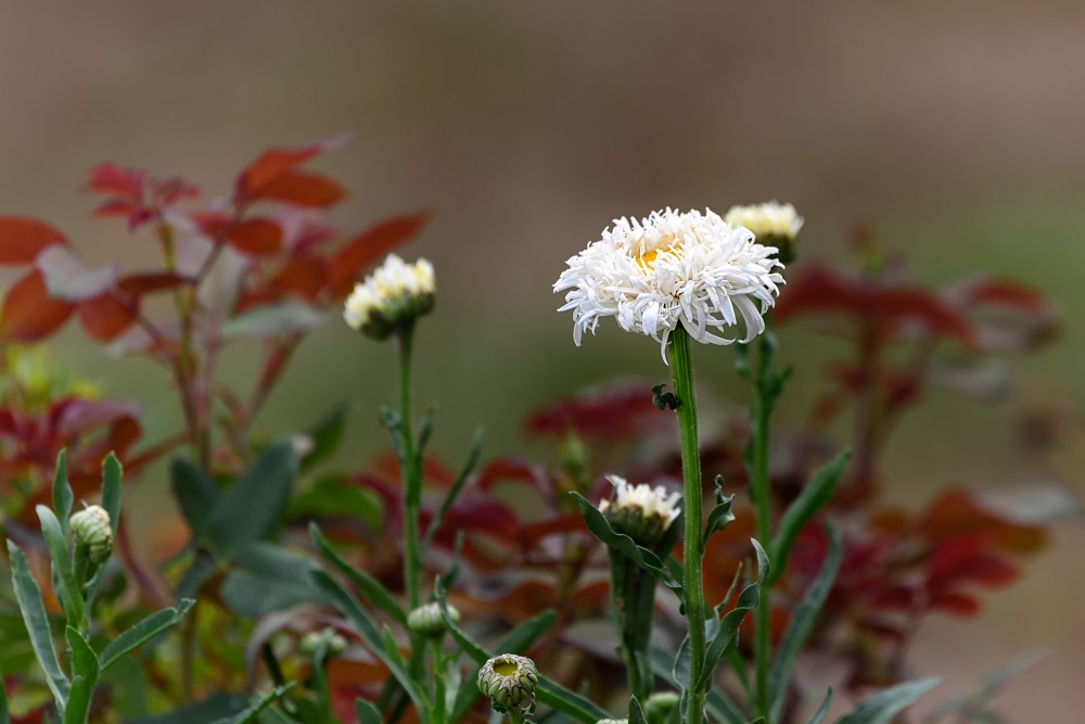 _DSC5233-Edit.jpg