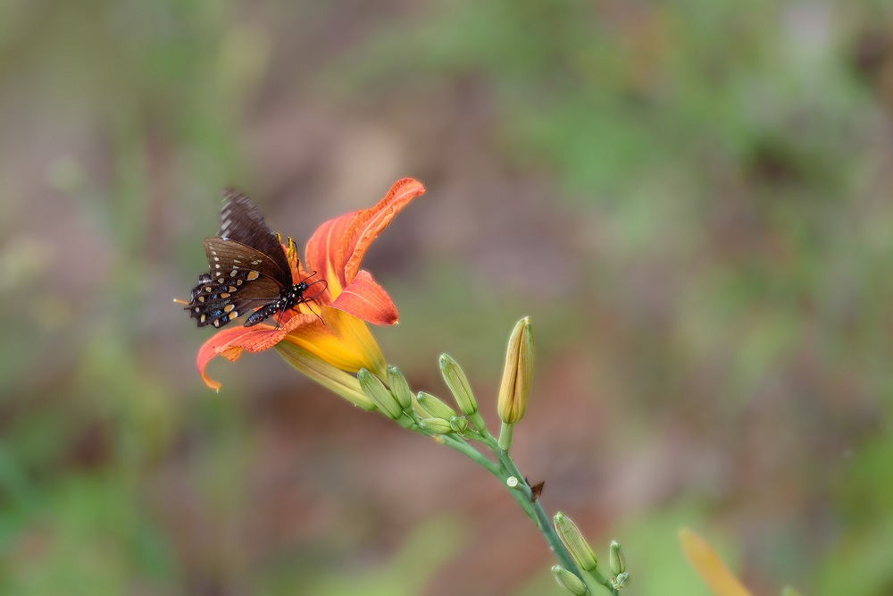 _DSC5246-Edit.jpg
