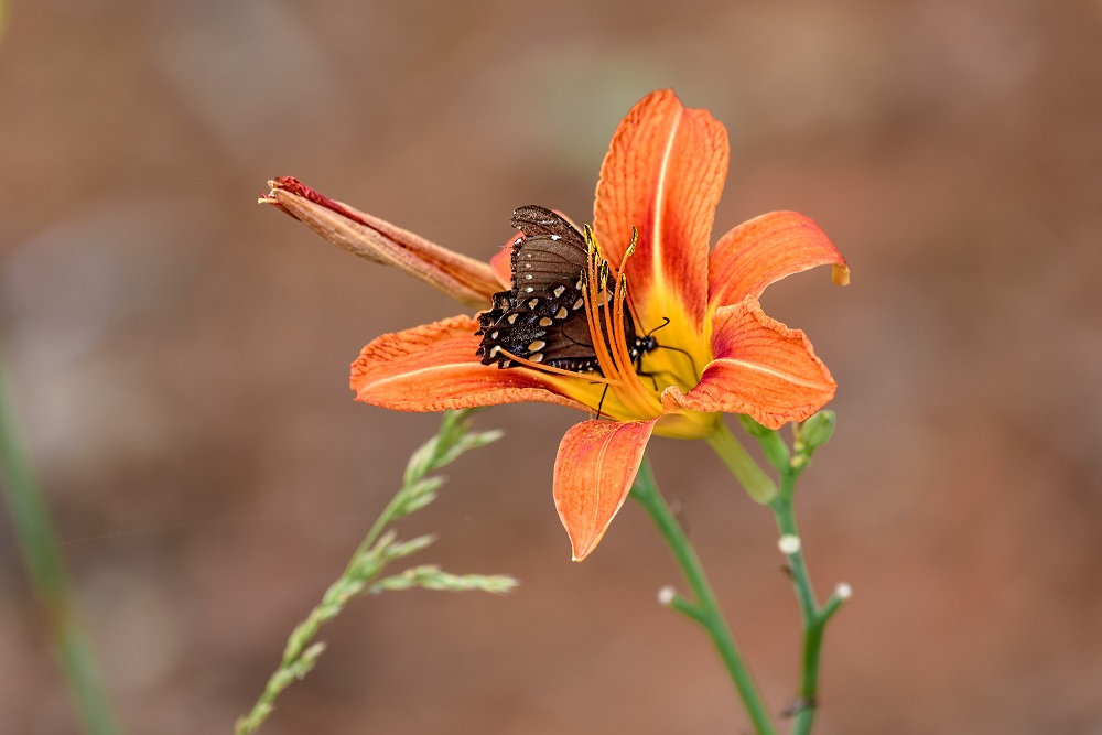 _DSC5247-Edit.jpg