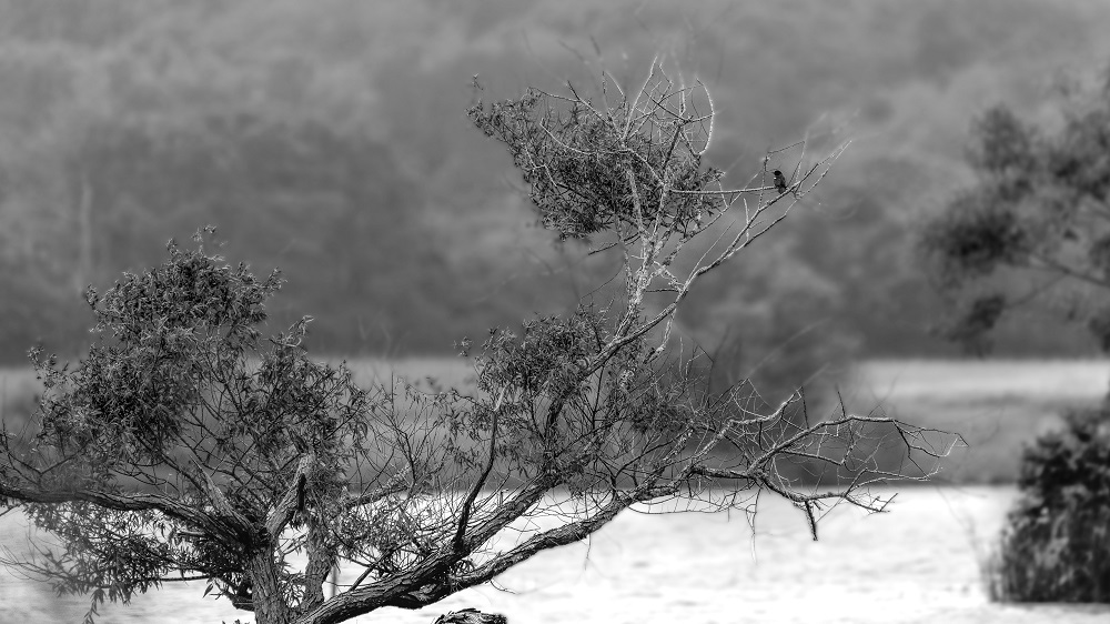 _DSC5306-Edit.jpg