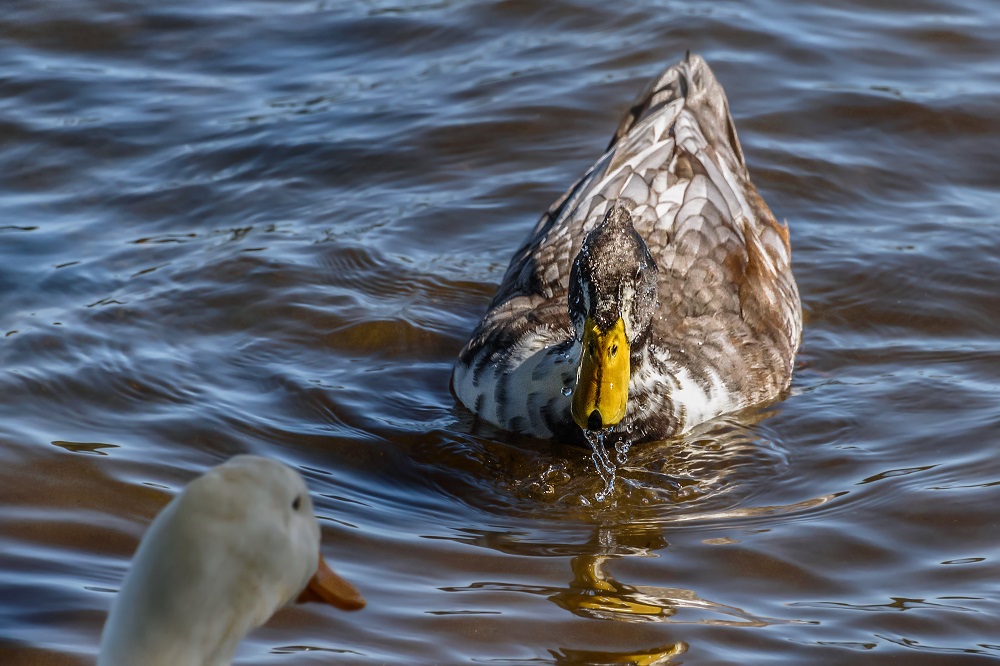 _DSC5343-Edit.jpg
