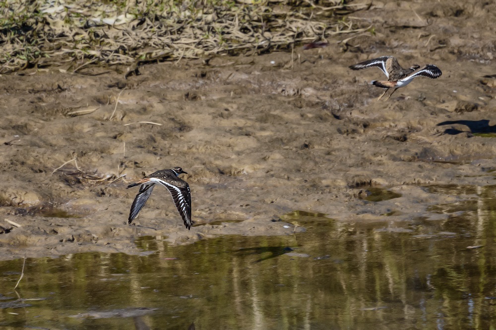 _DSC5383-Edit.jpg