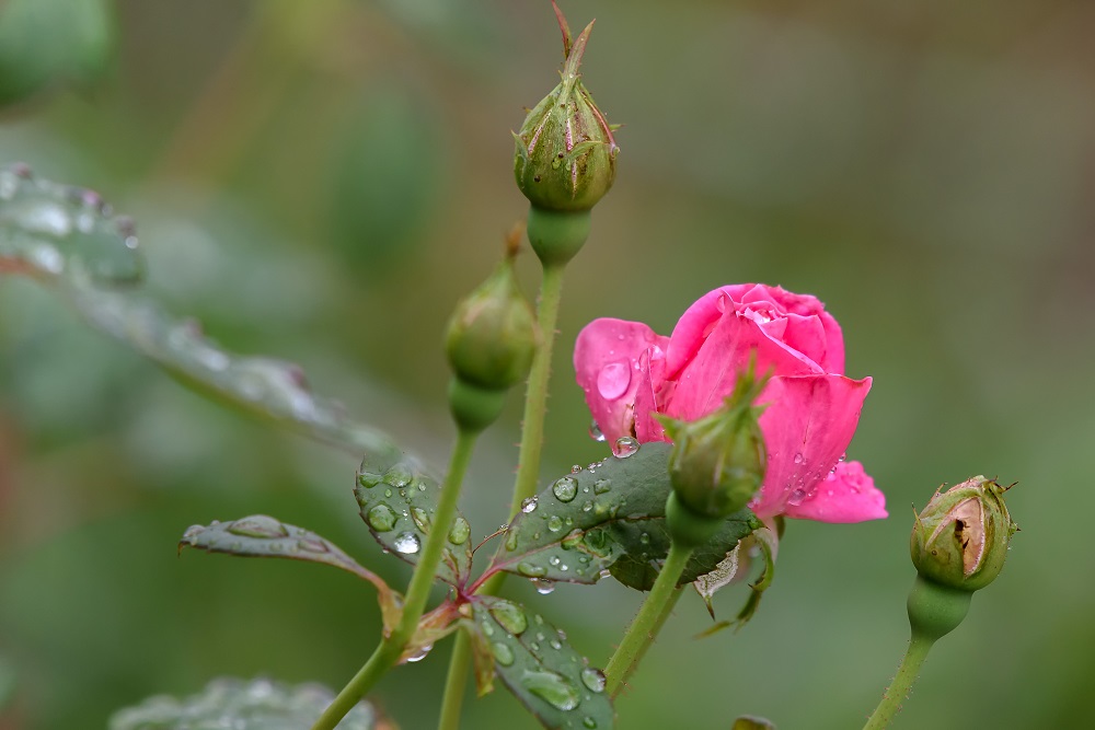 _DSC5433-Edit.jpg