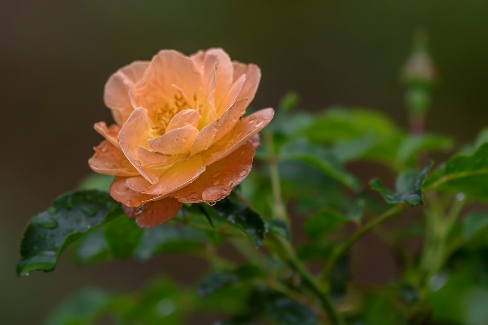 _DSC5437-Edit-2.jpg