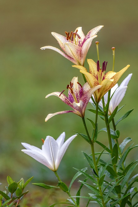 _DSC5450-Edit.jpg