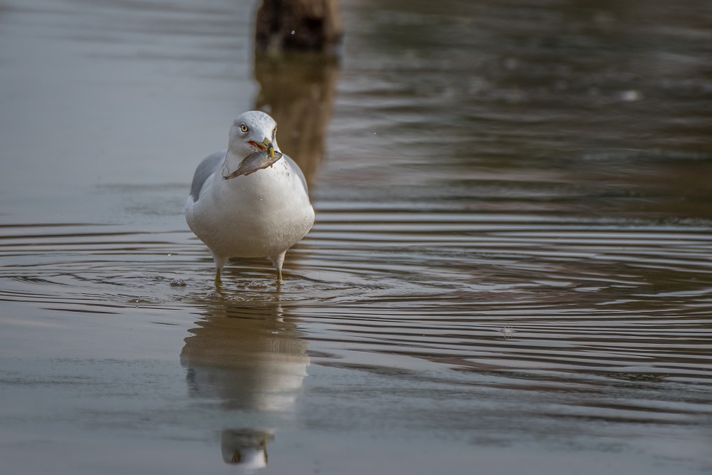 _DSC5454-Edit.jpg