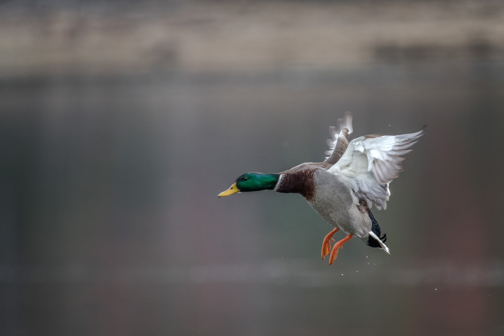 _DSC5490-Edit-2.jpg