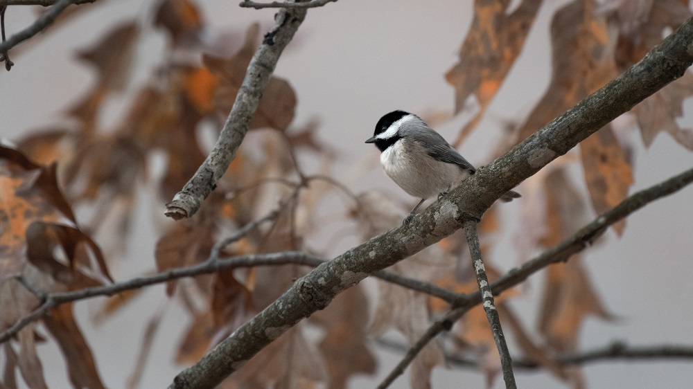 _DSC5556-Edit-2.jpg