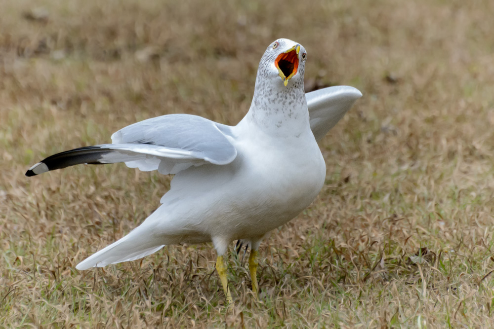 _DSC5566-Edit.jpg