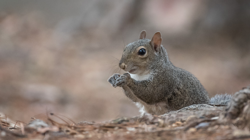 _DSC5648-Edit.jpg