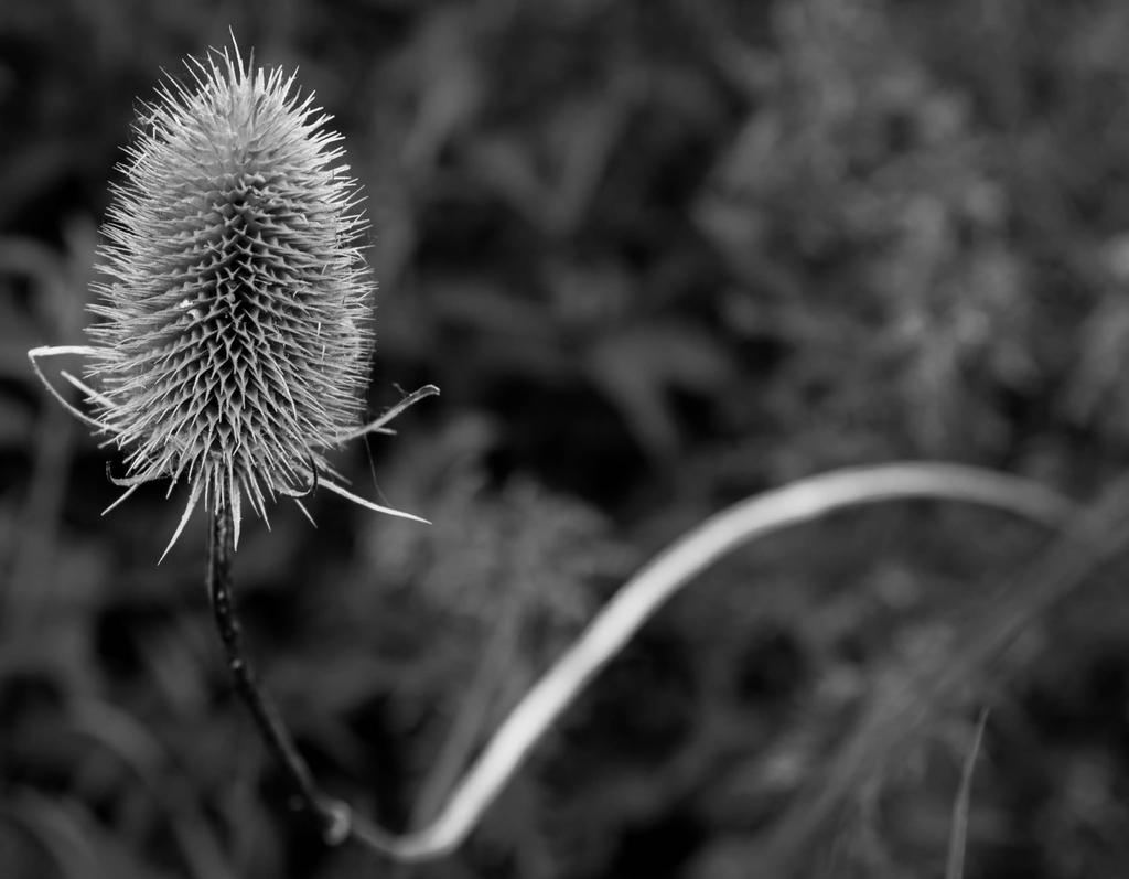 _DSC5775.jpg