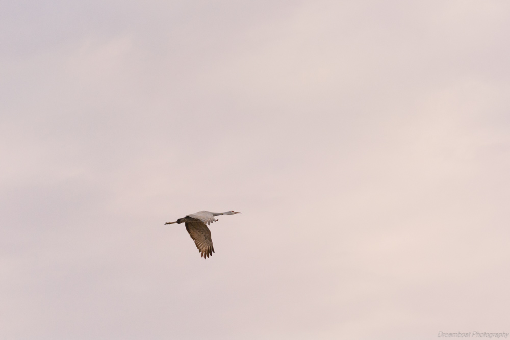 _DSC5817-Edit.jpg