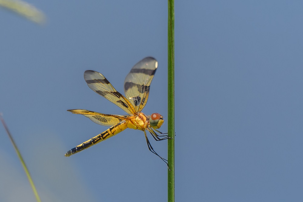 _DSC5896-Edit.jpg