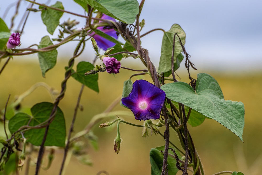 _DSC5906-Edit-2.jpg