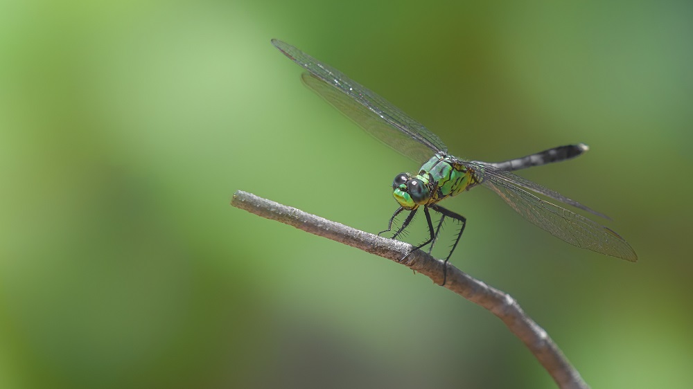 _DSC5919-Edit.jpg