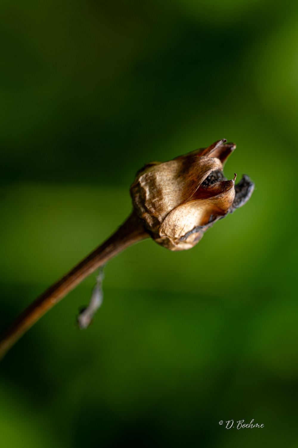_DSC6042.jpg
