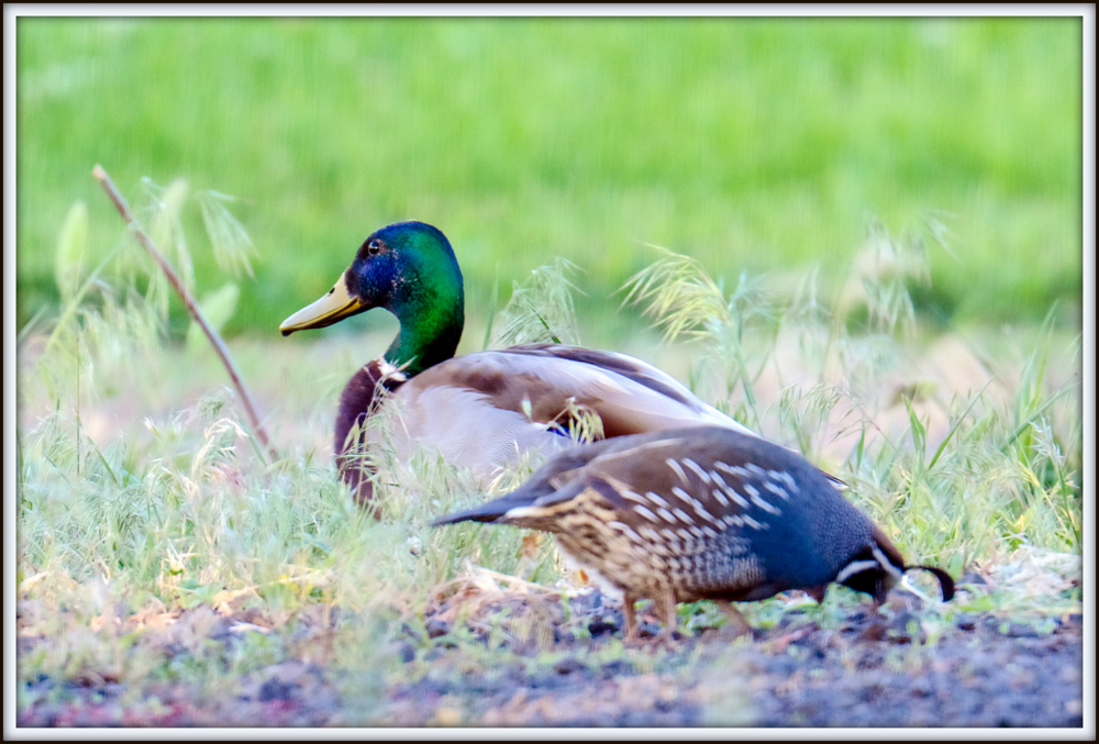 _DSC6103-Edit.jpg