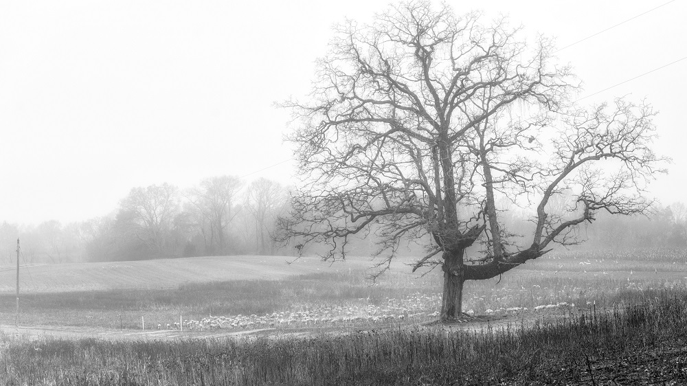 _DSC6131-Edit.jpg