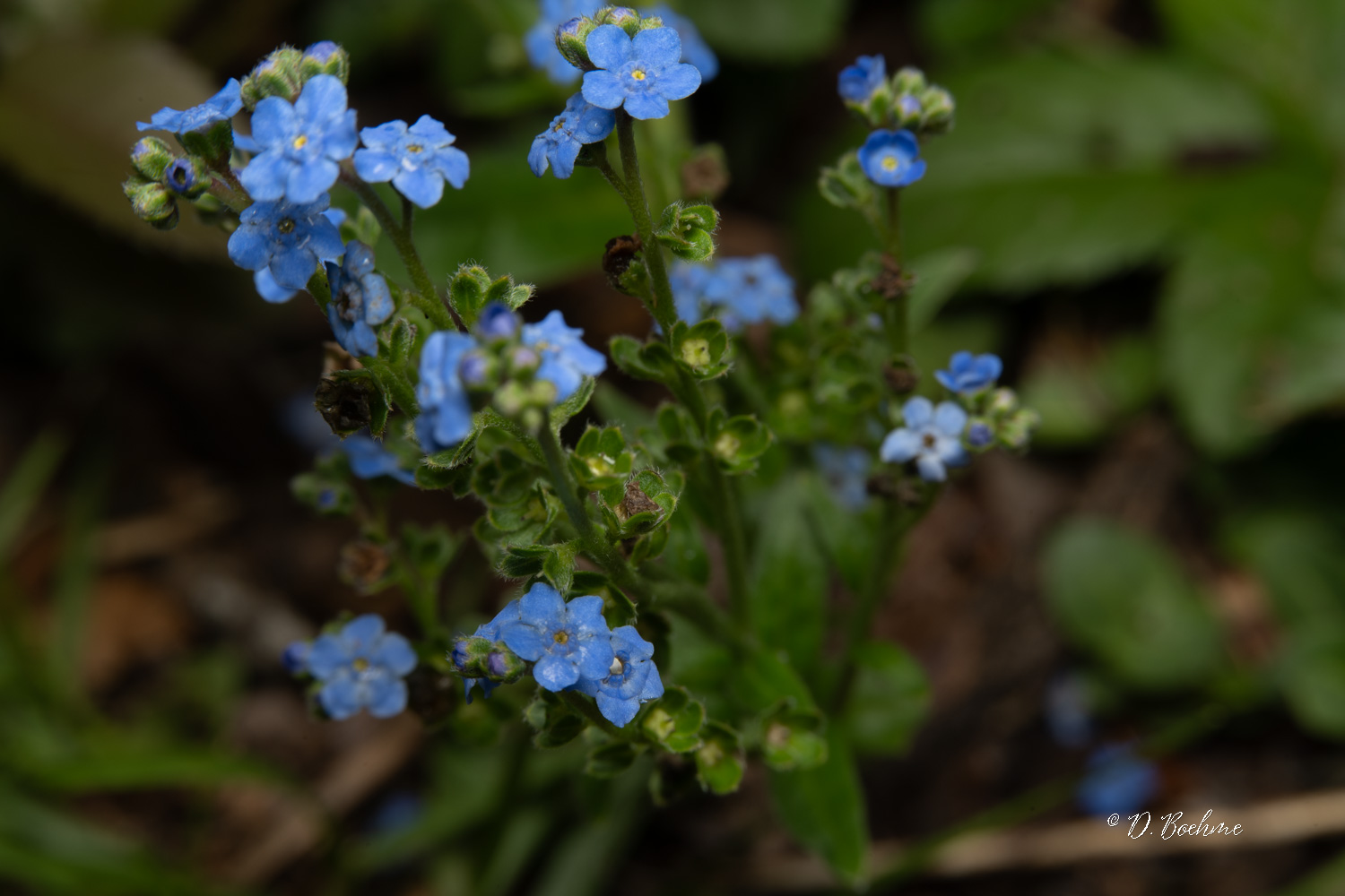 _DSC6207.jpg