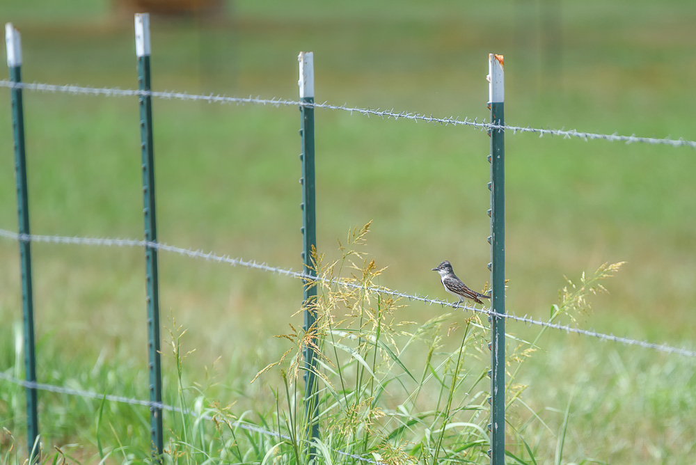 _DSC6211-Edit-2.jpg