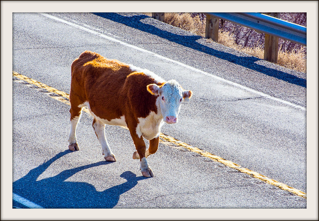 _DSC6223.jpg