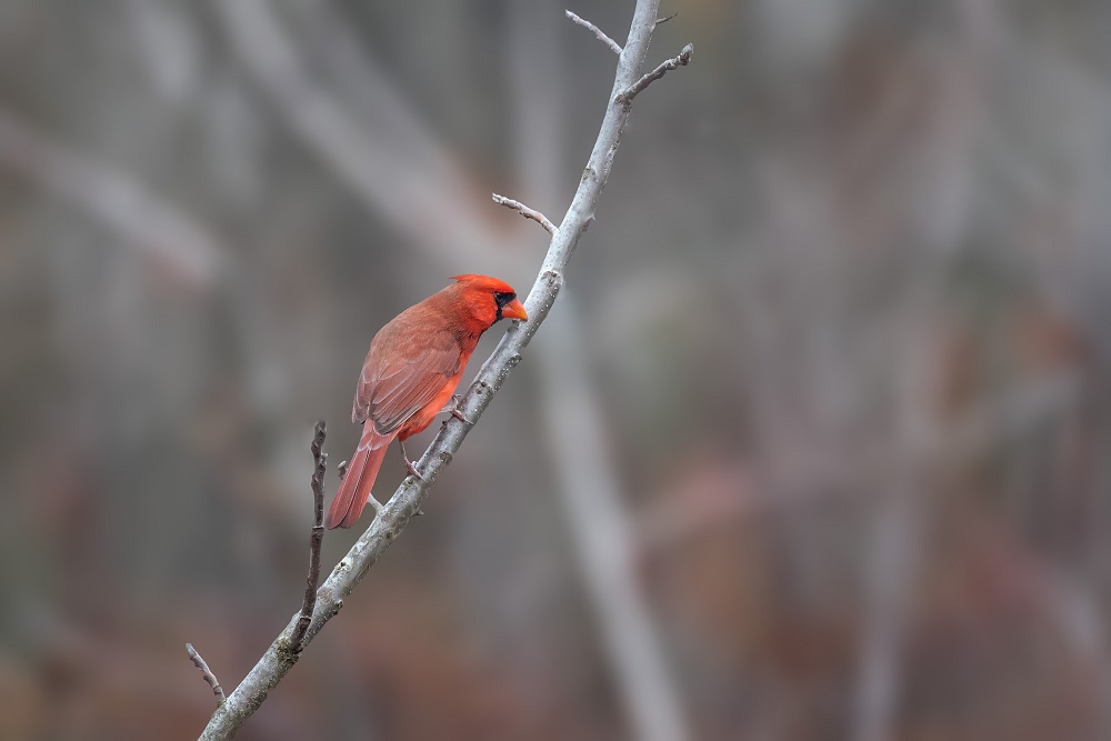 _DSC6264-Edit.jpg