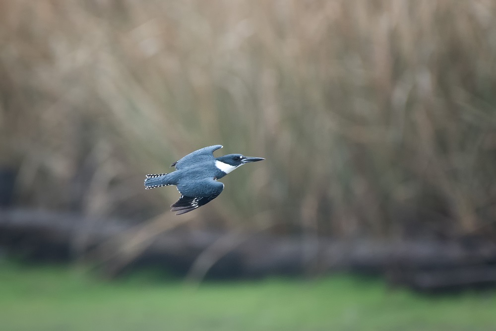 _DSC6302-Edit.jpg