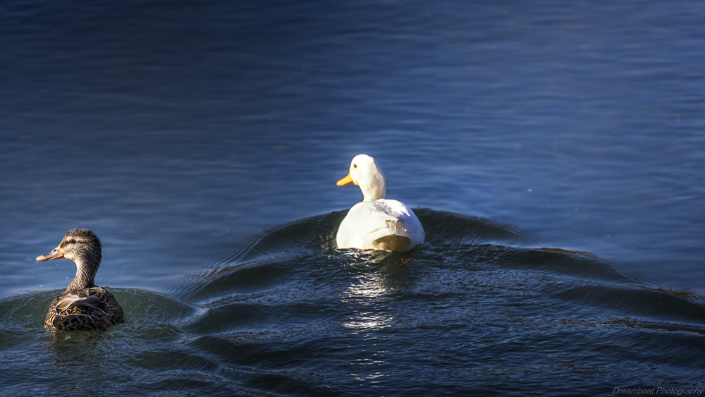 _DSC6395-Edit.jpg