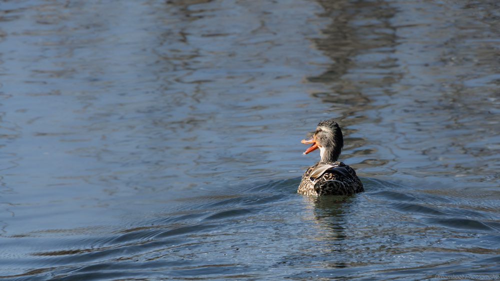 _DSC6397-Edit.jpg