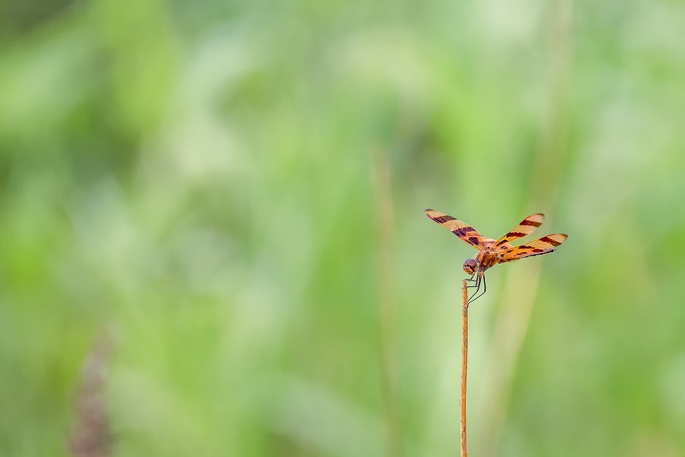 _DSC6541-Edit-2.jpg