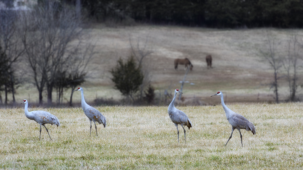 _DSC6544-Edit.jpg