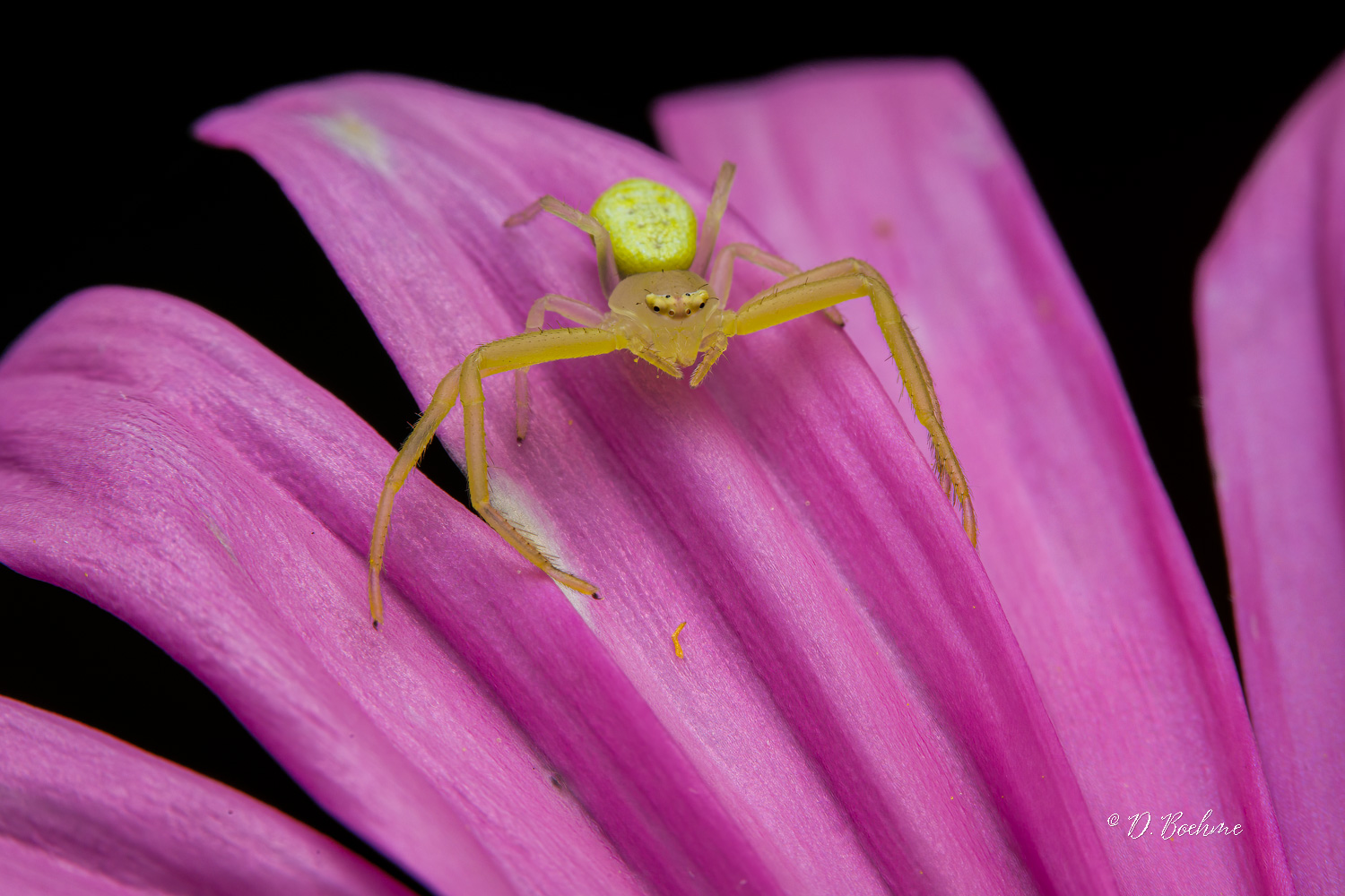 _DSC6554-SharpenAI-Focus.jpg