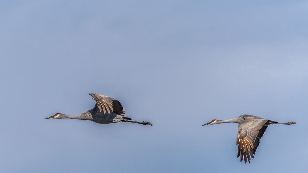 _DSC6611-Edit.jpg