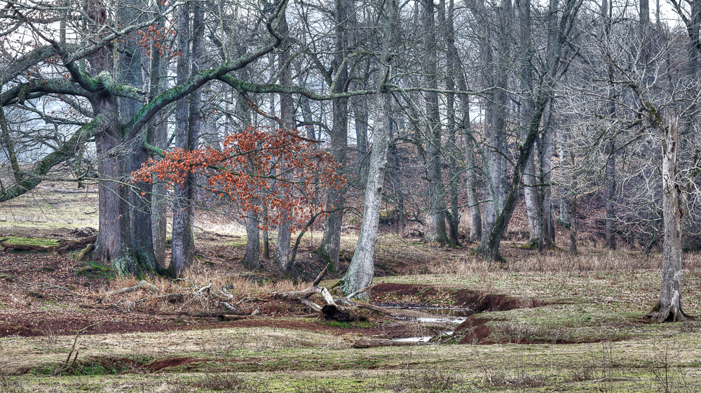 _DSC6618-Edit-2.jpg