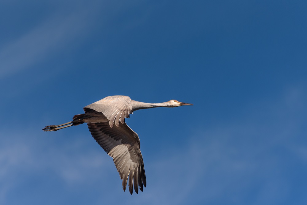 _DSC6628-Edit-2.jpg