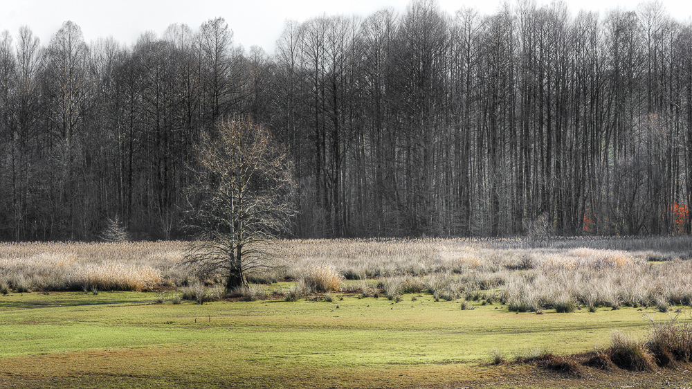 _DSC6631-Edit.jpg