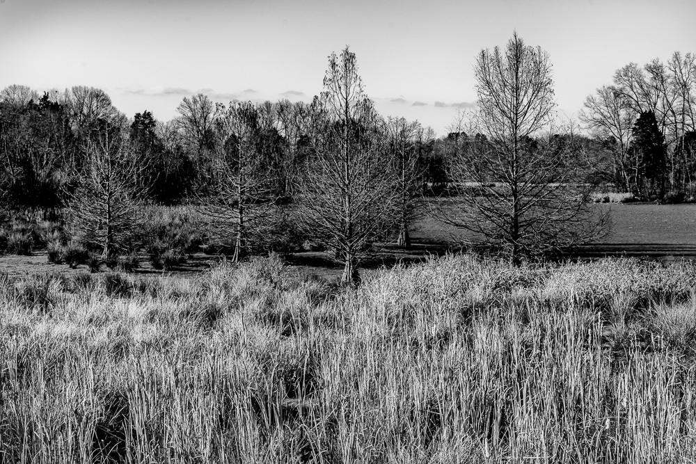 _DSC6668-Edit.jpg