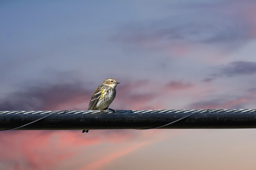 _DSC6682-Edit.jpg