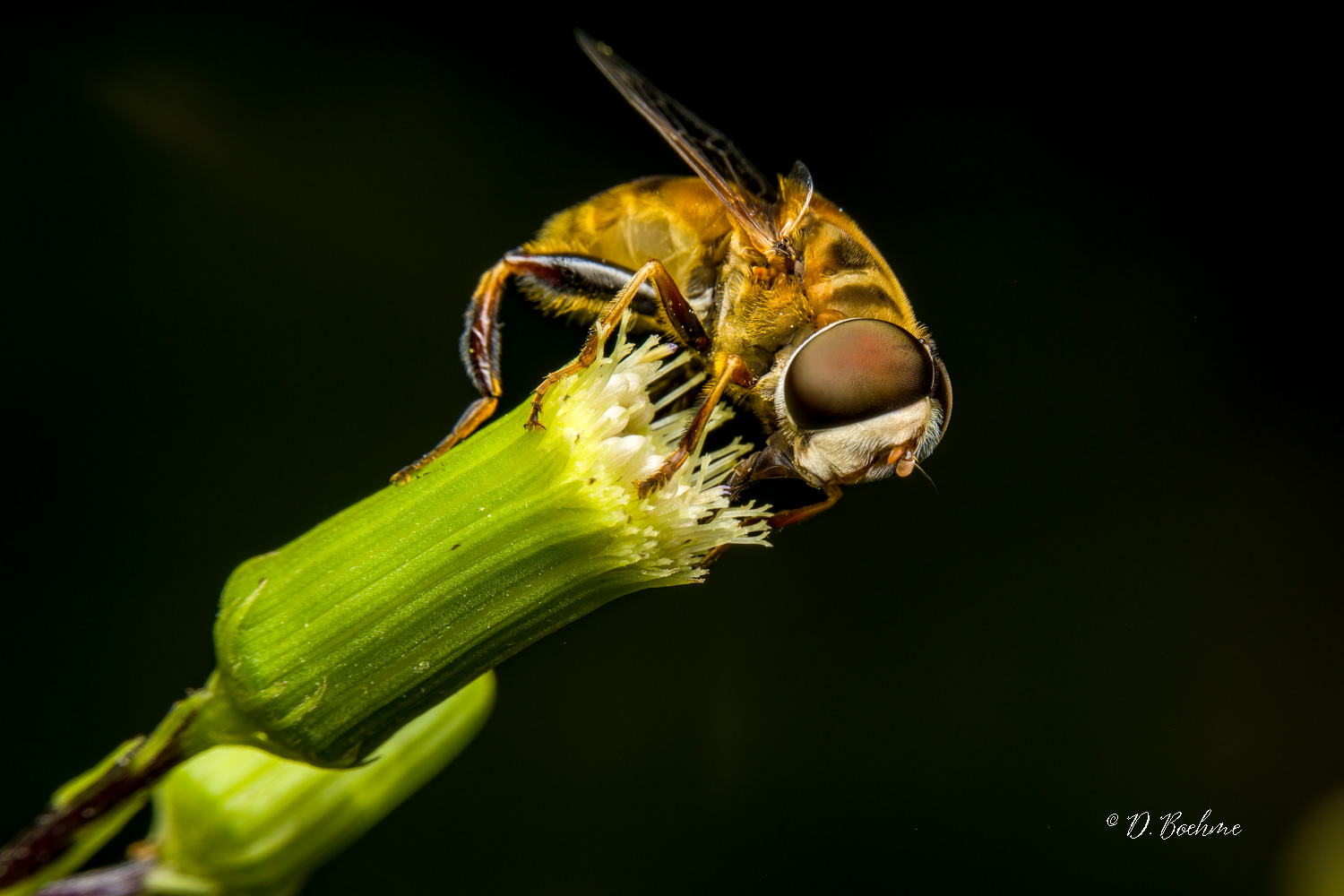 _DSC6796-SharpenAI-Focus.jpg